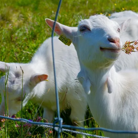 度假居 Spacious With Sauna & Scenic Terrace